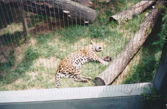 Cheetah 6.jpg